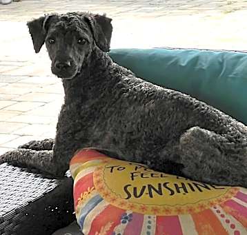 Photo of Teddy
