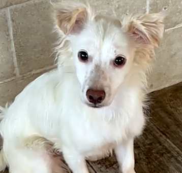 Photo of Scooby