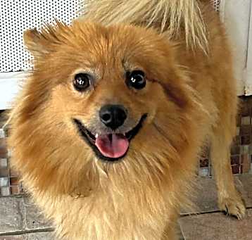 Photo of Goldie
