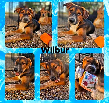 Photo of Wilbur