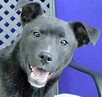Photo of Chessie