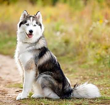 Photo of Sasha