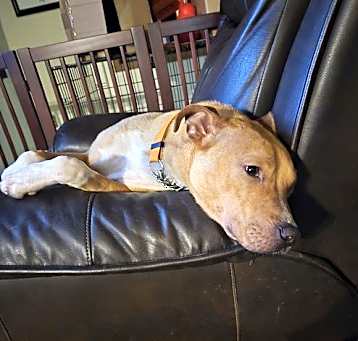 Photo of Boomer Jr