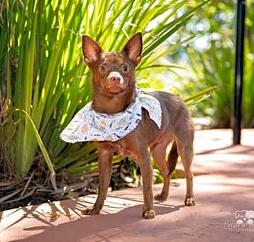 Photo of Scooby