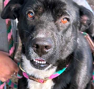 Photo of Skye (Reba)