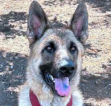 Photo of Scout