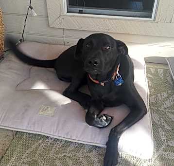 Photo of Jax