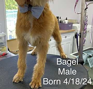 Photo of Bagel