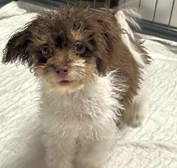 Photo of Beanie Baby