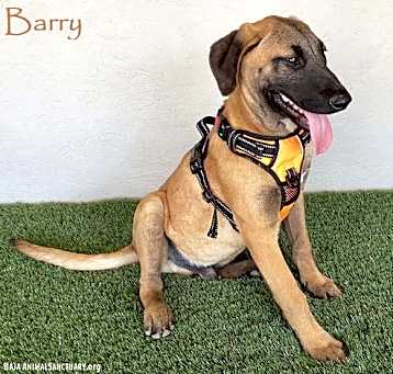 Photo of Barry