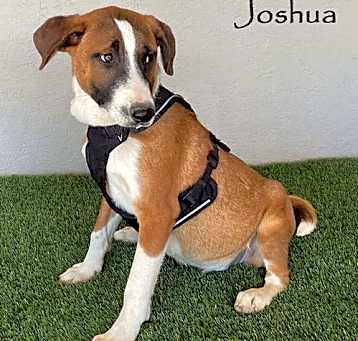 Photo of Joshua