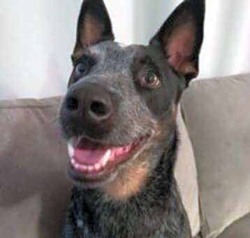 Photo of Ranger