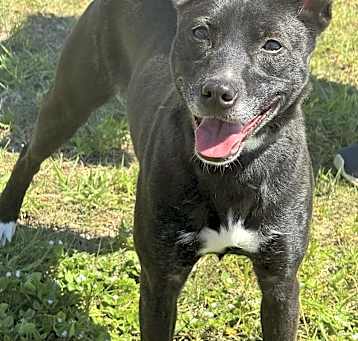 Photo of Dixxie