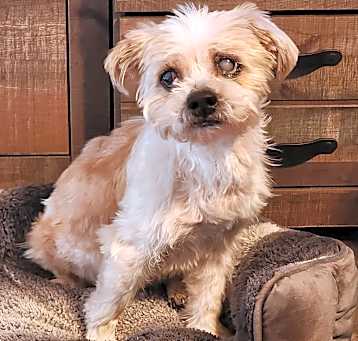Photo of Oscar