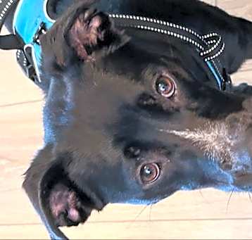 Photo of Ebony *Adopt*