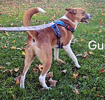 Photo of Gunner