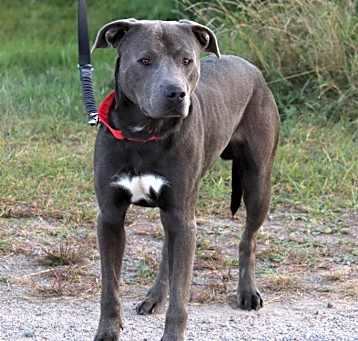Photo of Brody