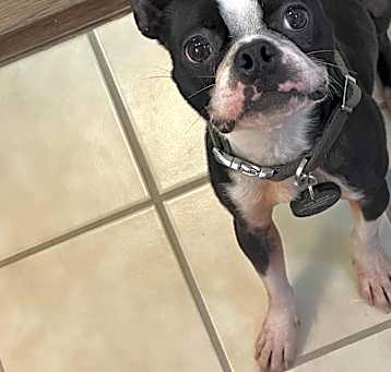 Photo of Chip