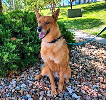 Photo of Ronin