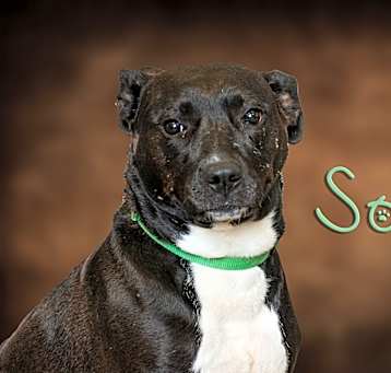 Photo of Sox