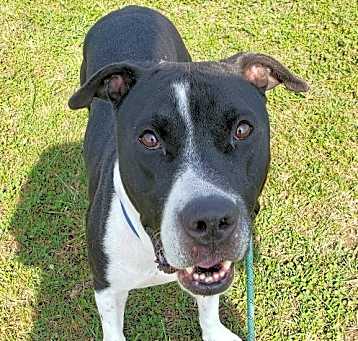 Photo of Jethro