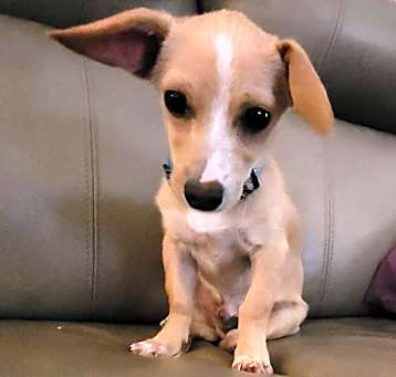 Photo of Pecan