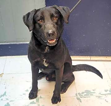 Photo of Archie