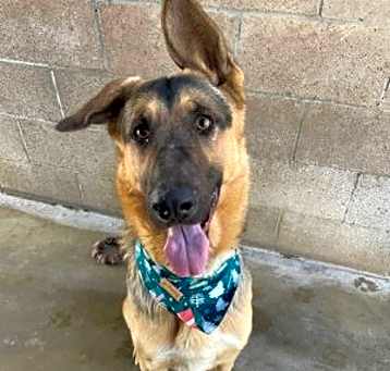 Photo of Archie