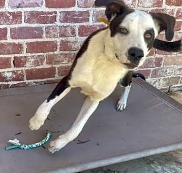 Photo of Lucky