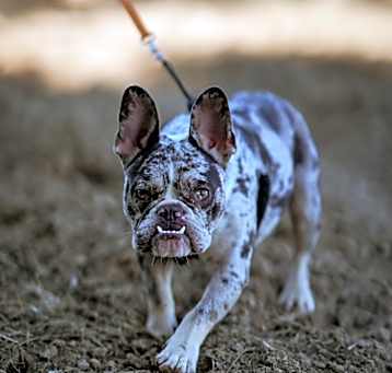 Photo of Toad