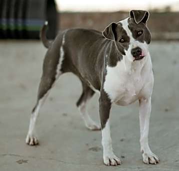 Photo of Kodi