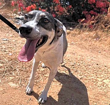 Photo of Harley