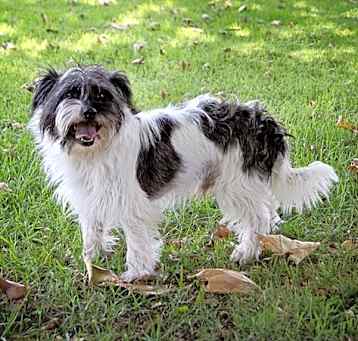 Photo of Ricky   Contact Sylva/Rachel
