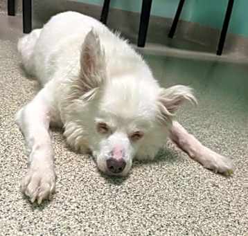 Photo of Lucy  contact Sylva/Rachel
