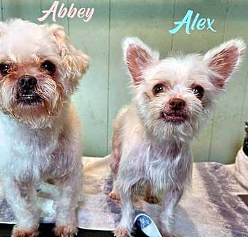 Photo of Alex and Abbey