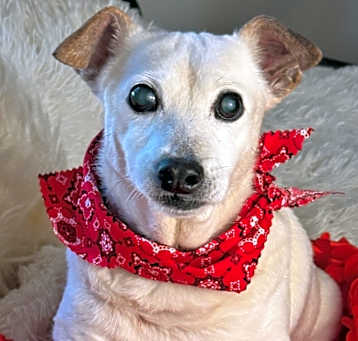 Photo of Sheldon