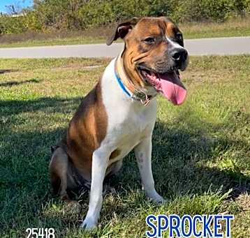 Photo of Sprocket
