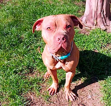Photo of Ralphie