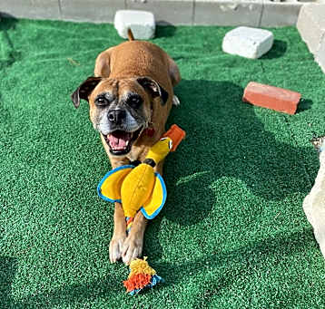 Photo of Piper