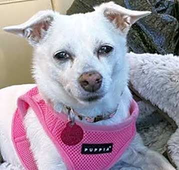 Photo of Snowy