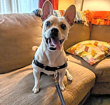 Photo of Otis