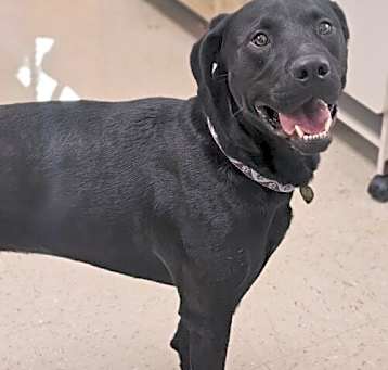 Photo of Bocephus