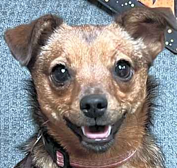 Photo of Willow