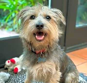 Photo of Romeo