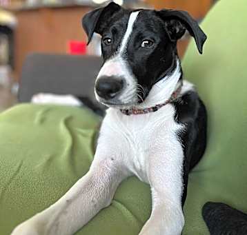 Photo of Bandit
