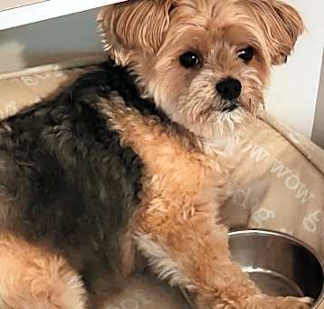Photo of Peanut