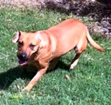 Photo of Skippy