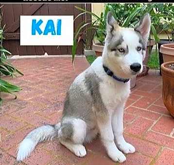 Photo of Kai
