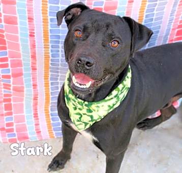 Photo of Stark