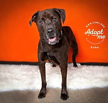 Photo of Kobe
